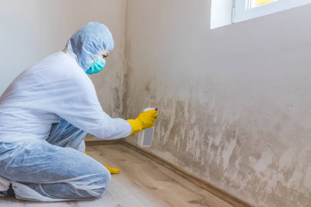Licensed Mold Removal service in Hopewell, VA - WQB Mold Removal